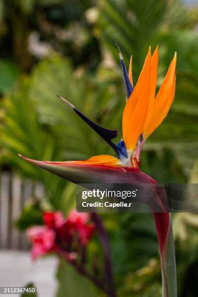 fleur exotique - oiseau de paradis - forest vector stock pictures, royalty-free photos & images