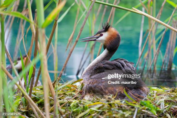 great crested grebe at nest - grebe foto e immagini stock