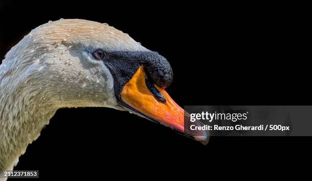 close-up of swan against black background - renzo gherardi foto e immagini stock