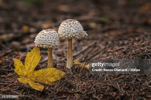 close-up of mushrooms growing on field - renzo gherardi stock pictures, royalty-free photos & images