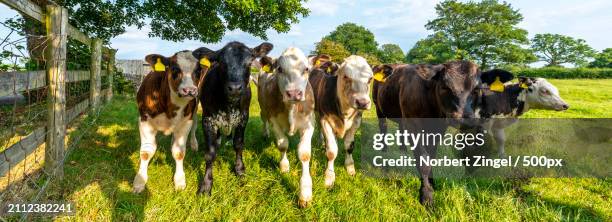 rear view of cows standing on field against sky - norbert zingel 個照片及圖片檔