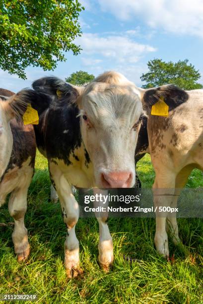 portrait of cows standing on field against sky - norbert zingel 個照片及圖片檔