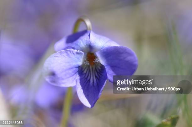 close-up of purple flowering plant - blütenblatt fotografías e imágenes de stock