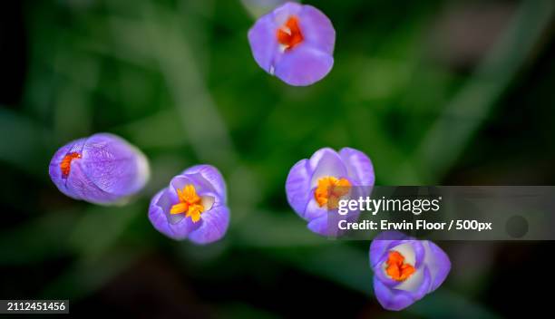 close-up of purple flowering plants - krokussen stock pictures, royalty-free photos & images