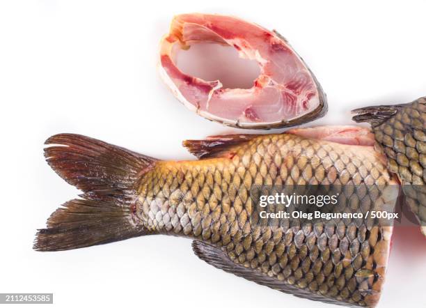 close-up of freshwater fish against white background - common roach stock pictures, royalty-free photos & images