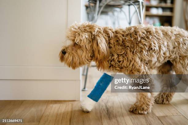 labradoodle puppy with a cast on his broken leg - animal foot stock pictures, royalty-free photos & images