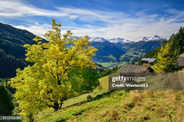 austria, tyrol, secluded hut overlookingalpbachtal valley - kitzbühel stock pictures, royalty-free photos & images