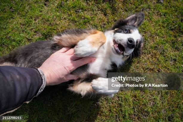 a border collie puppy rolling over for a tummy tickle - tickling feet 個照片及圖片檔