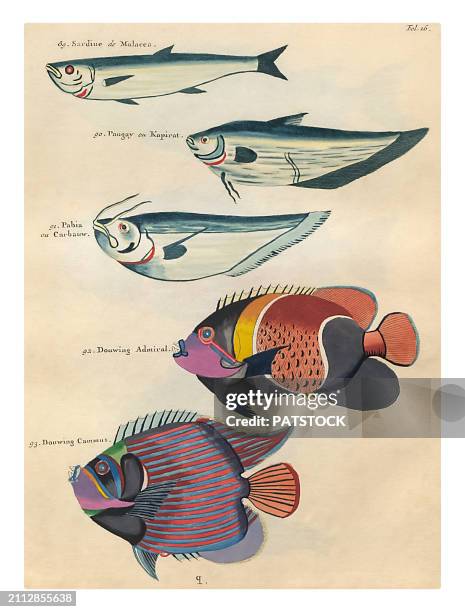 various fish illustrations - euxiphipops navarchus fotografías e imágenes de stock
