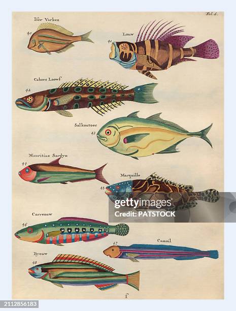 Rayfinned Fishes Handcolored Chromolithograph Published In 1882