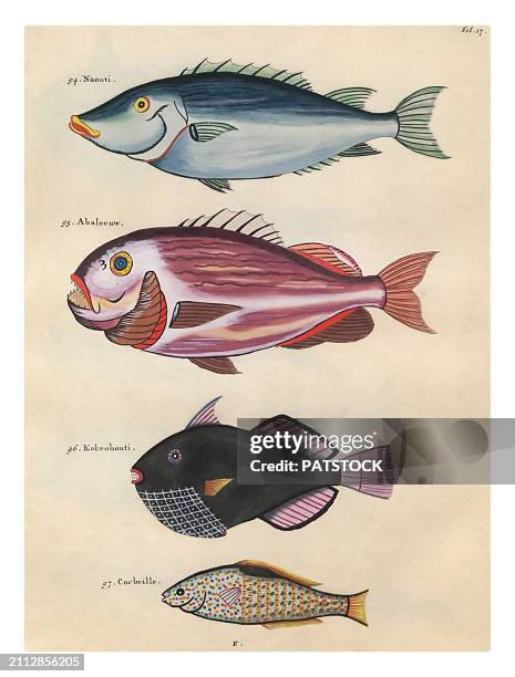 various fish illustrations - lethrinus stock pictures, royalty-free photos & images