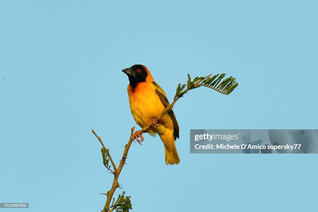 Village Weaver (Ploceus cucullatus)