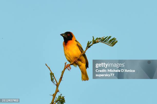 village weaver (ploceus cucullatus) - weaver bird stock pictures, royalty-free photos & images