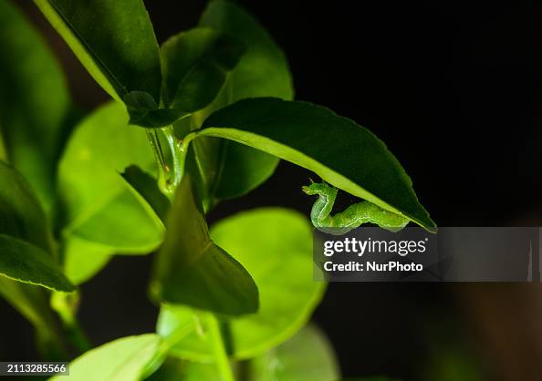Cabbage Looper (Trichoplusia Ni)  - Animal India