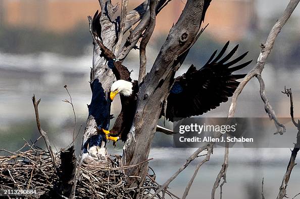 Two eaglets spotted in bald eagle nest in Orange County near Santa Ana River