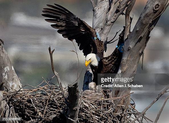 Two eaglets spotted in bald eagle nest in Orange County near Santa Ana River