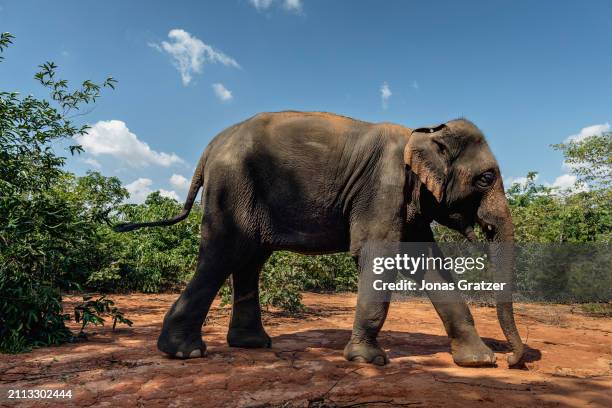 Domestic elephant roams freely around in a small forest grove to graze next to the Wat suan paa Phutthasatharn Supraditme The, a buddhist temple...