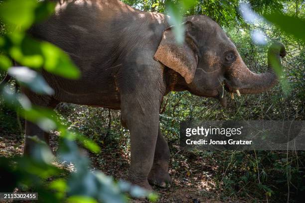 Domestic elephant roams freely around in a small forest grove to graze next to the Wat suan paa Phutthasatharn Supraditme The, a buddhist temple...