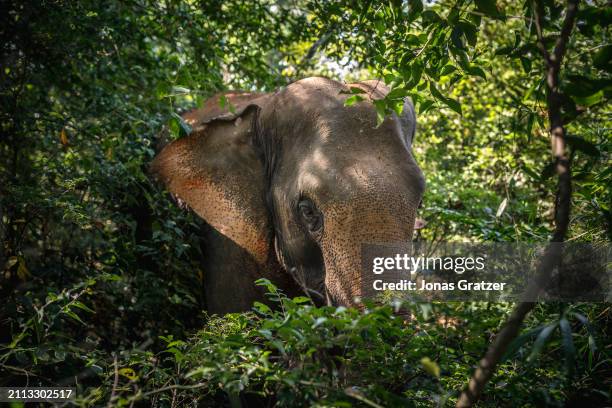 Domestic elephant roams freely around in a small forest grove to graze next to the Wat suan paa Phutthasatharn Supraditme The, a buddhist temple...