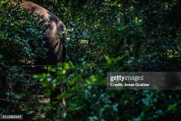 Domestic elephant roams freely around in a small forest grove to graze next to the Wat suan paa Phutthasatharn Supraditme The, a buddhist temple...