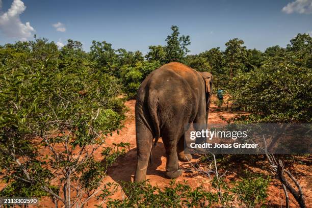 Domestic elephant roams freely around in a small forest grove to graze next to the Wat suan paa Phutthasatharn Supraditme The, a buddhist temple...