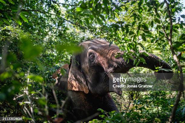 Domestic elephant roams freely around in a small forest grove to graze next to the Wat suan paa Phutthasatharn Supraditme The, a buddhist temple...