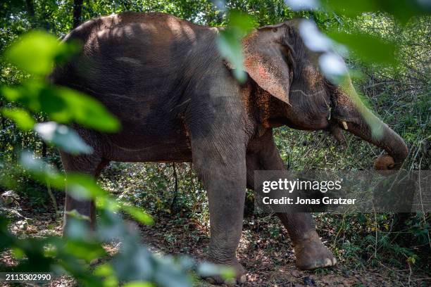 Domestic elephant roams freely around in a small forest grove to graze next to the Wat suan paa Phutthasatharn Supraditme The, a buddhist temple...