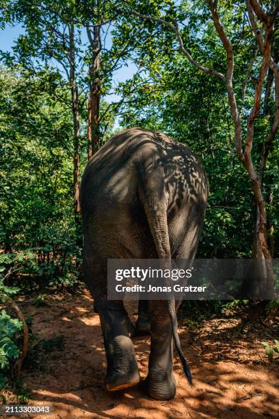 Domestic elephant roams freely around in a small forest grove to graze next to the Wat suan paa Phutthasatharn Supraditme The, a buddhist temple...