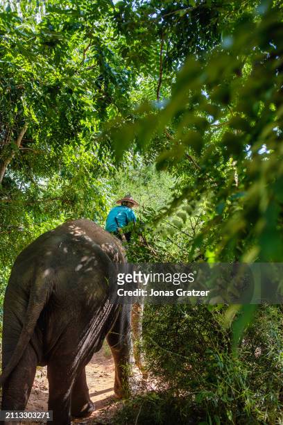 Mahout and his domestic elephant that roams freely around in a small forest grove to graze next to the Wat suan paa Phutthasatharn Supraditme The, a...