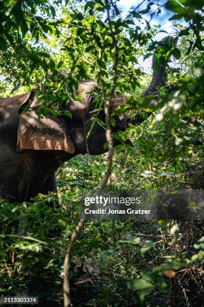 Domestic elephant roams freely around in a small forest grove to graze next to the Wat suan paa Phutthasatharn Supraditme The, a buddhist temple...