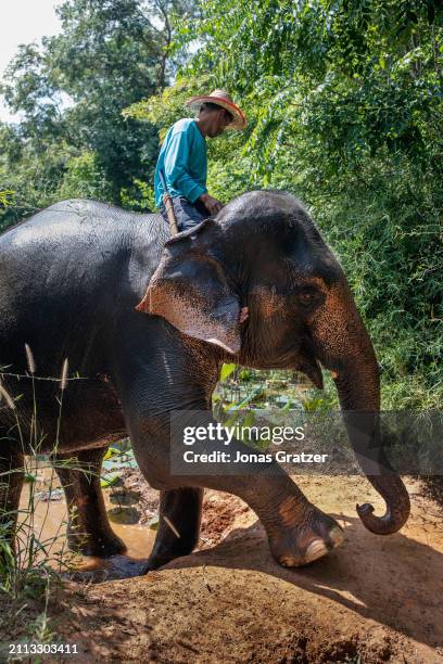 Mahout and his domestic elephant that roams freely around in a small forest grove to graze next to the Wat suan paa Phutthasatharn Supraditme The, a...