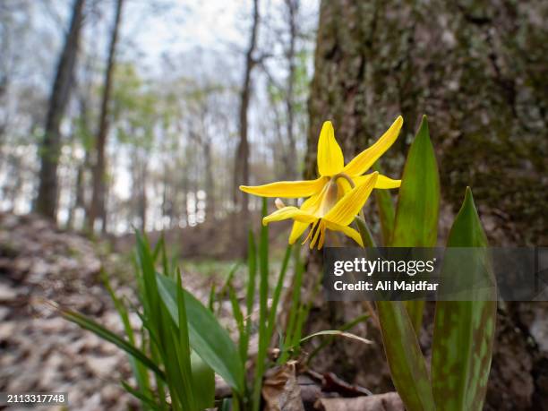 yellow trout lily - dogtooth violet stock pictures, royalty-free photos & images