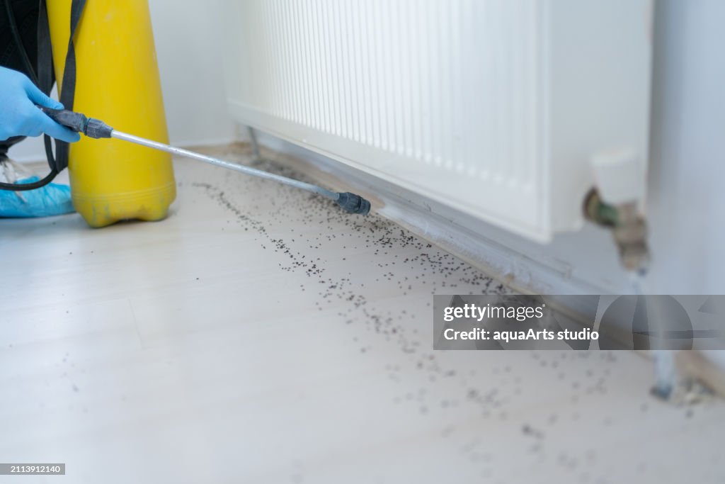 Pest Control Services