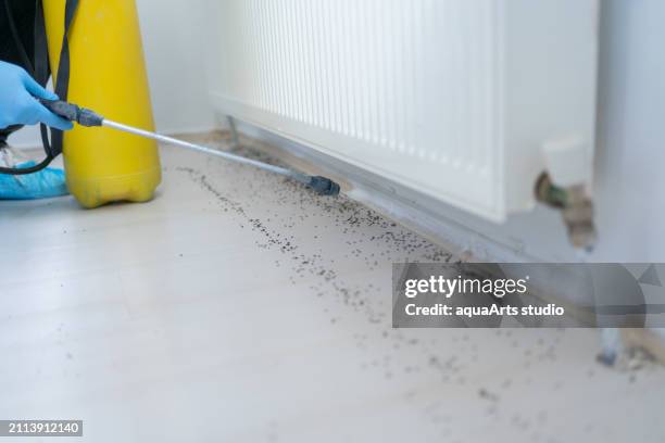 pest control services - killing ants stock pictures, royalty-free photos & images