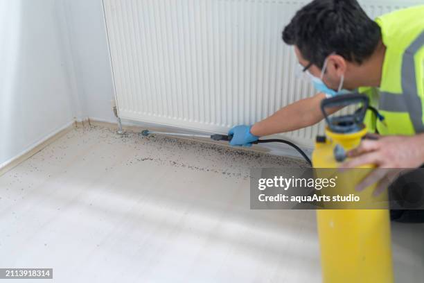 pest control services - ants in house stock pictures, royalty-free photos & images