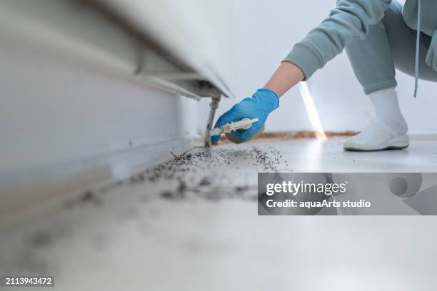 pest control at home - killing ants stock pictures, royalty-free photos & images