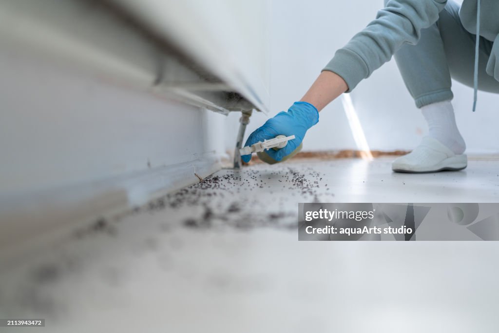 Pest Control At Home
