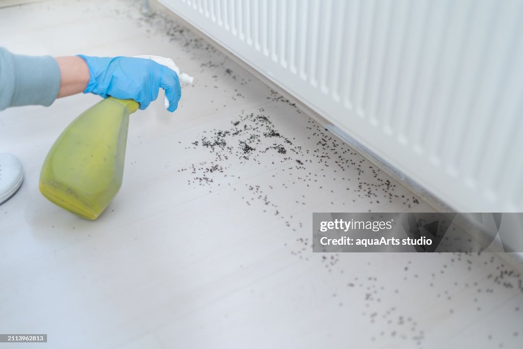 Pest Control At Home
