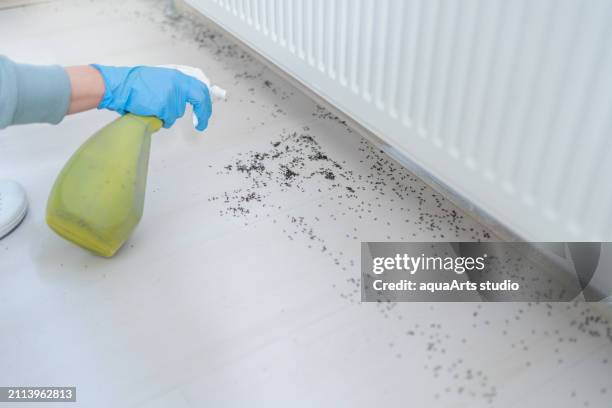 pest control at home - killing ants stock pictures, royalty-free photos & images