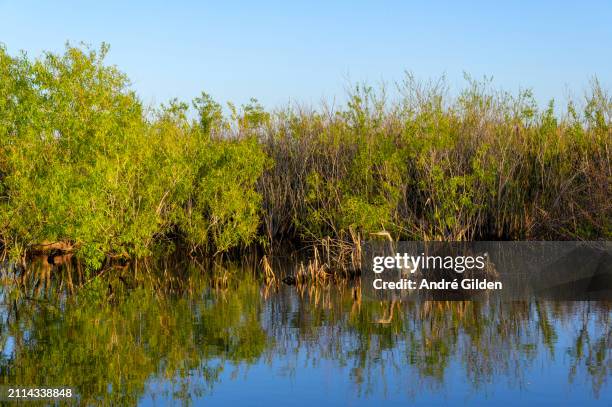 great blue heron (ardea herodias) - apopka stock pictures, royalty-free photos & images