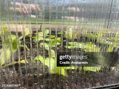 Cold frame Cold frame