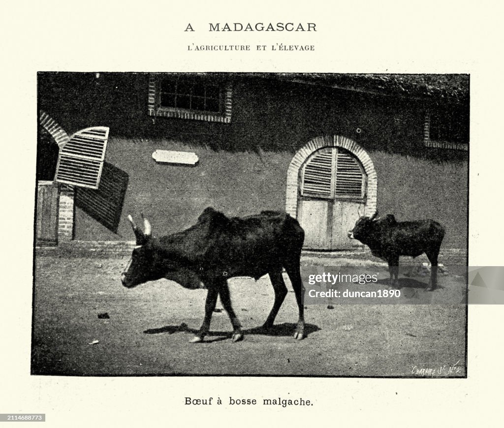 Agriculture In Madagascar Zebu Or Madagascan Humped Ox 1899 19th Agriculture In Madagascar Zebu Or Madagascan Humped Ox 1899 19th