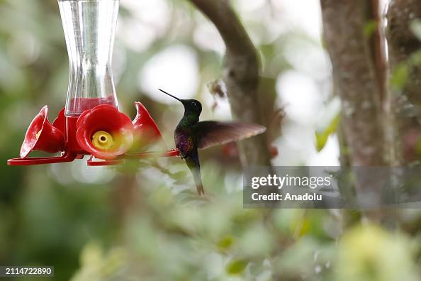 Colombia Hosts Highest Diversity of Hummingbird Species in the World