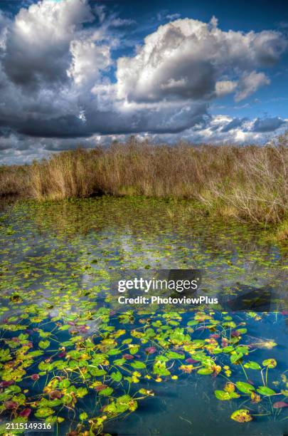 dramatic clouds over the florida everglades - reserva animal nacional imagens e fotografias de stock