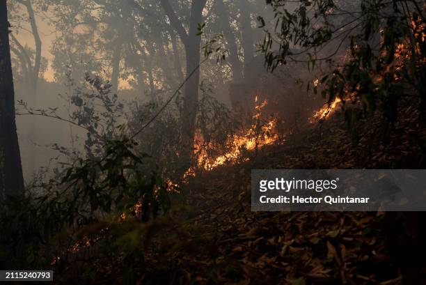 Blazes burn trees and vegetation at Cerro del Gentil on March 25, 2024 in Huiloapan de Cuauhtemoc, Veracruz, Mexico. The National Forestry Commission...