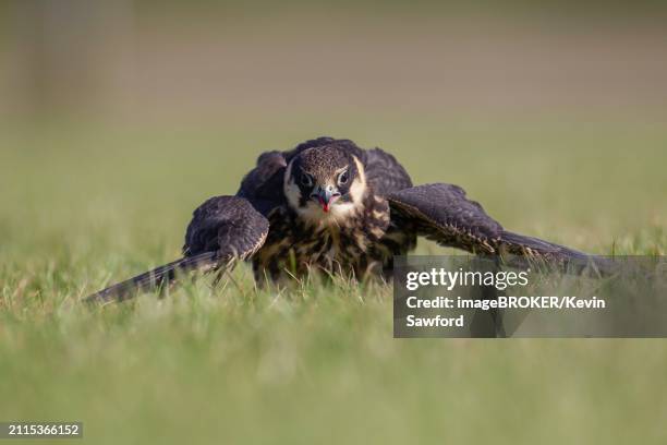 eurasian hobby (falco subbuteo) adult bird mantling prey on grassland, england, united kingdom, europe - falco subbuteo stock pictures, royalty-free photos & images