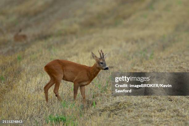 roe deer (capreolus capreolus) adult male buck animal on a farmland stubble field in the countryside, england, united kingdom, europe - stubble stock pictures, royalty-free photos & images