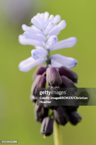 broad-leaved grape hyacinth (muscari latifolium), flowering, north rhine-westphalia, germany, europe - muscari latifolium stock pictures, royalty-free photos & images
