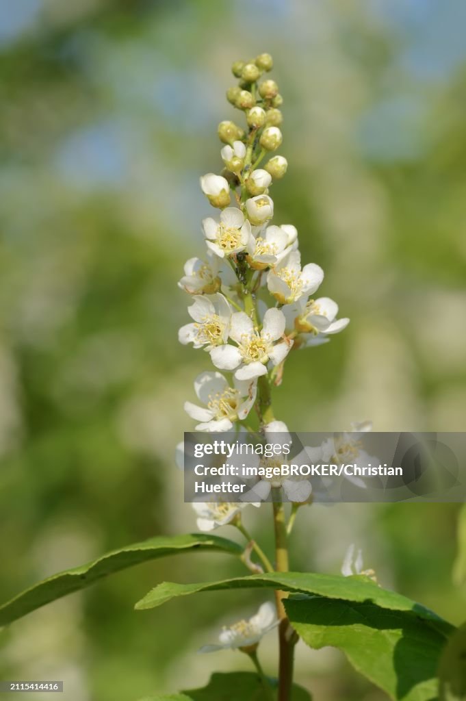 Common weeping cherry (Prunus padus, Padus avium), flowering, North Rhine-Westphalia, Germany, Europe