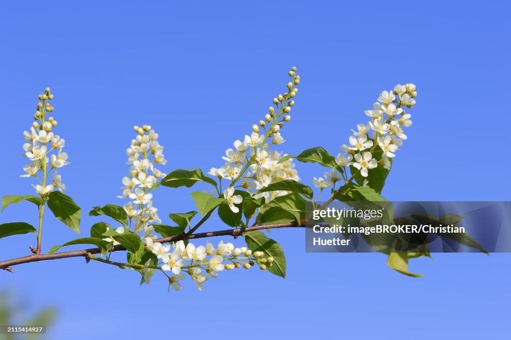 Common weeping cherry (Prunus padus, Padus avium), flowering, North Rhine-Westphalia, Germany, Europe
